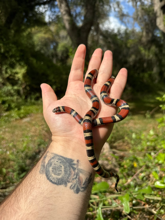 Red Milk Snake