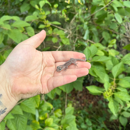 Anery Pictus Gecko