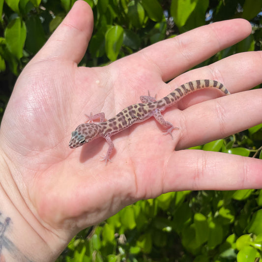 Western banded gecko