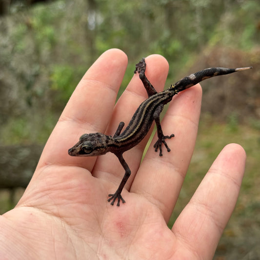 Graceful Madagascar Ground Gecko