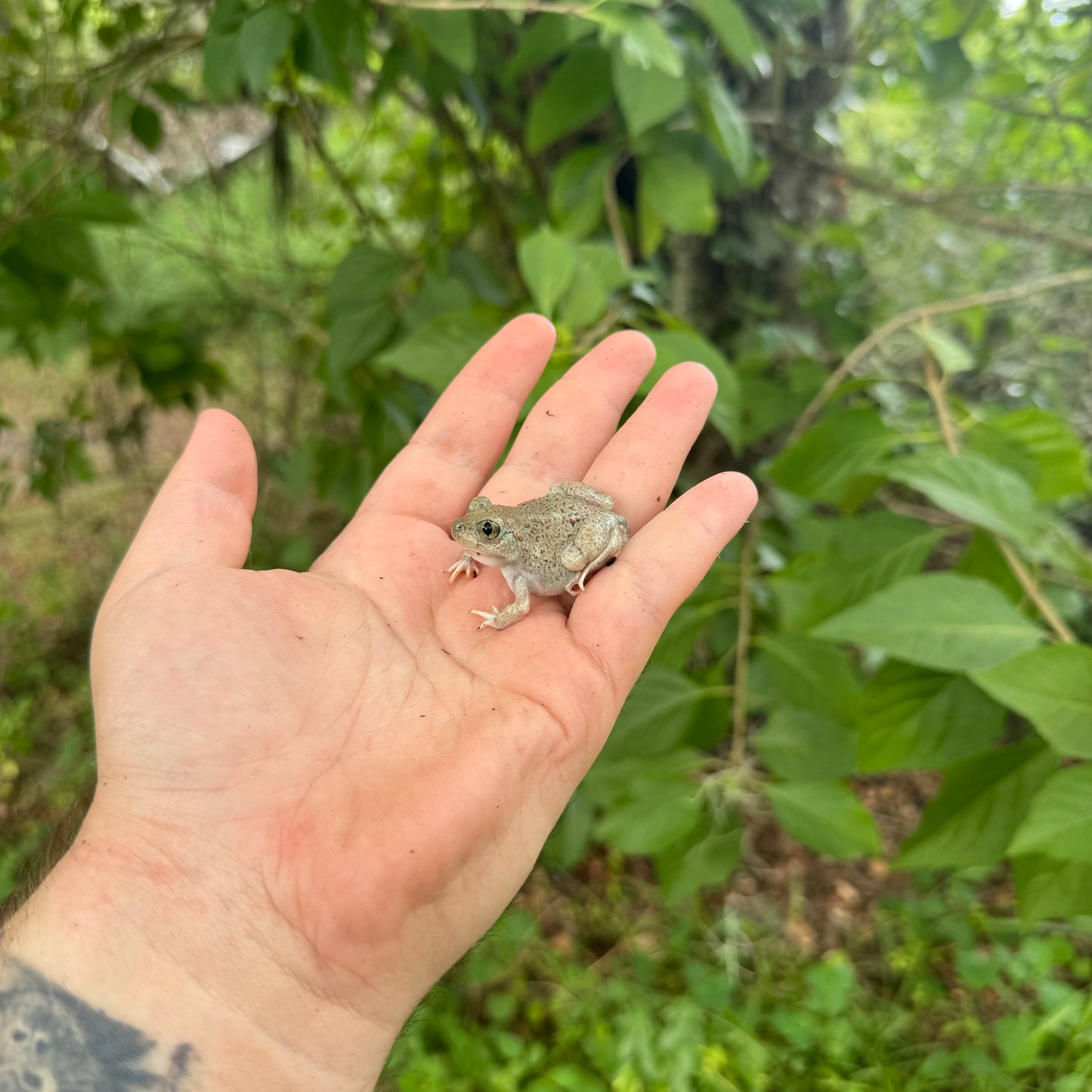 New Mexico Spadefoot Toad