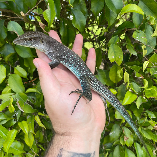 Giant Dusky Blue Amevia