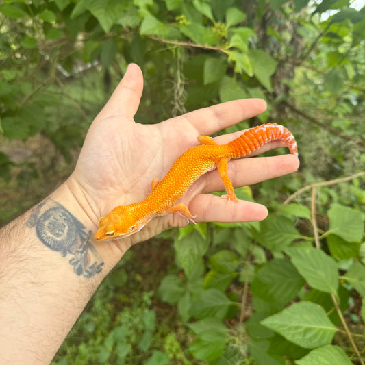 Adult Sunglow Leopard Gecko