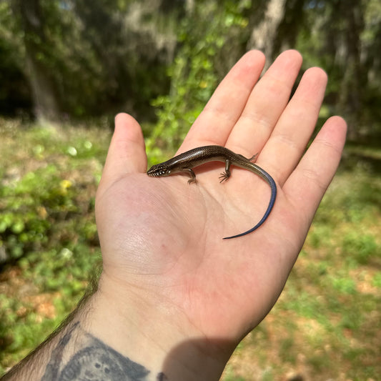 Baby Great Plains Skink