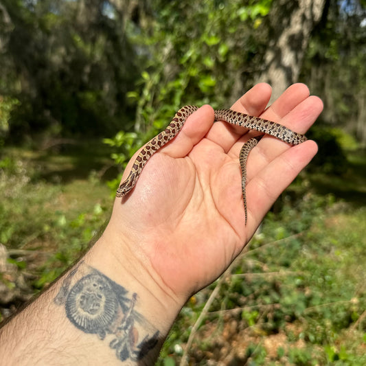 Prairie Kingsnake