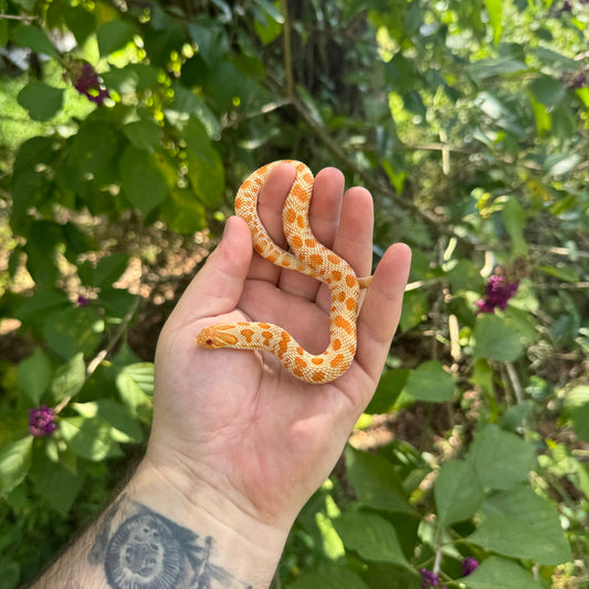 Yearling Albino Tiger Anaconda Hognose Snake