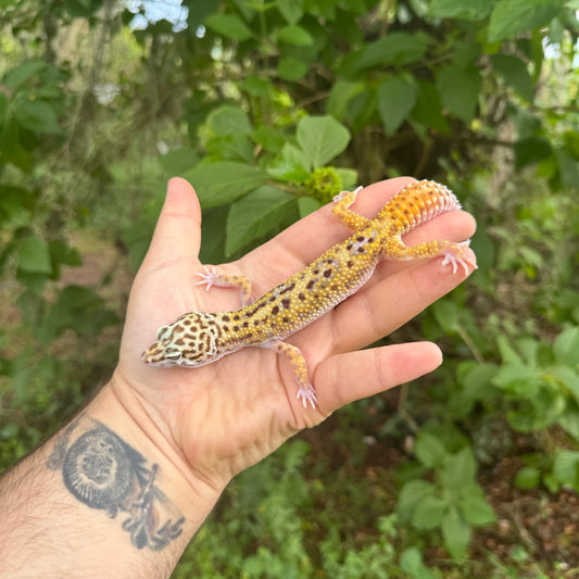 Jungle Snow (Giant Line) Leopard Gecko