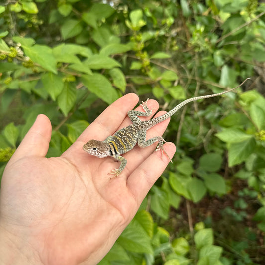 CB Baby Eastern Collard Lizard