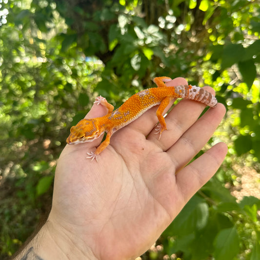 Juvenile Tangerine Tremper Leopard Gecko