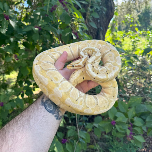 Adult Pastel Banana Ball Python