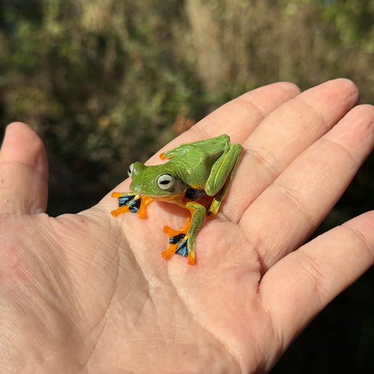 Blue Webbed Gliding Tree Frog