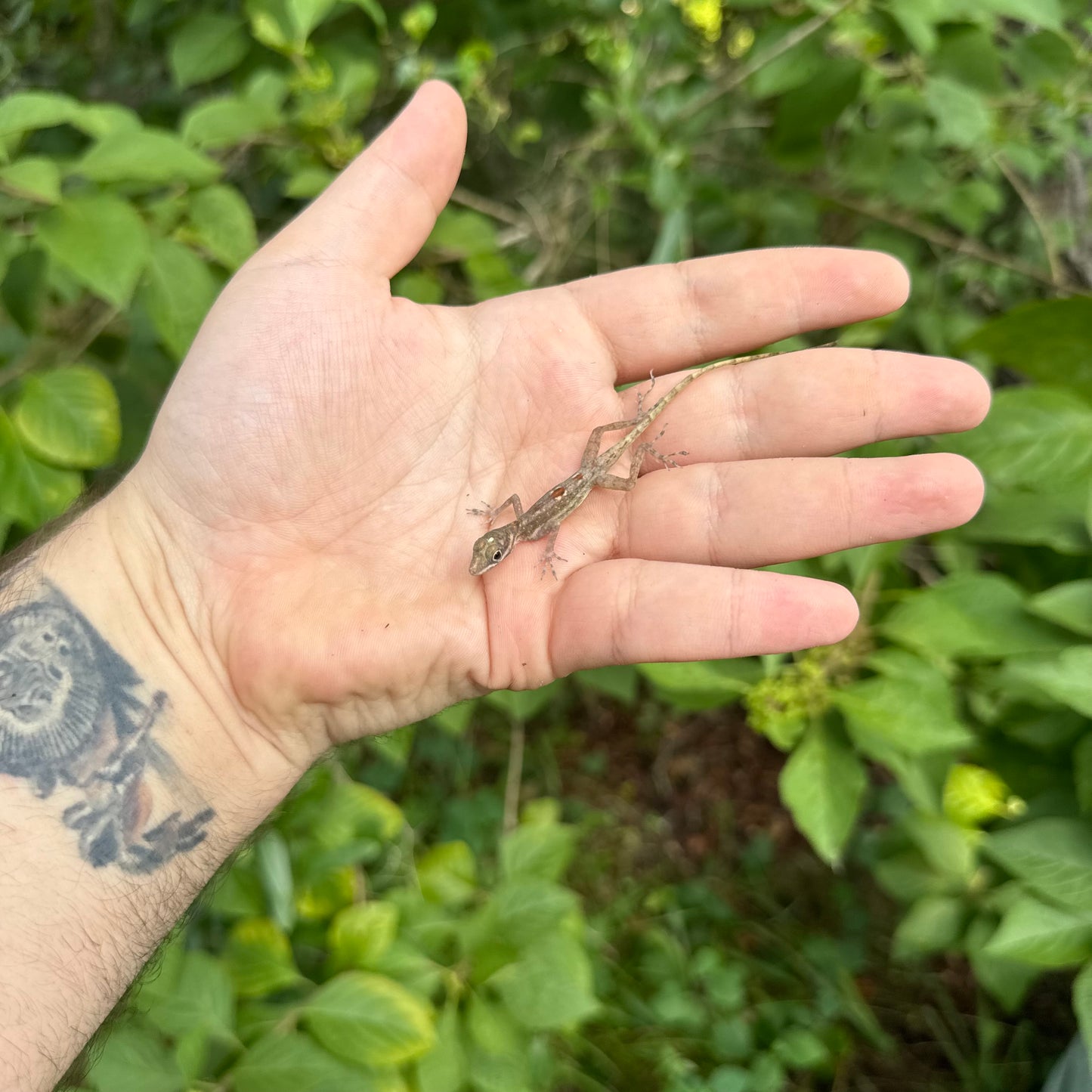 Slender Cliff Anole