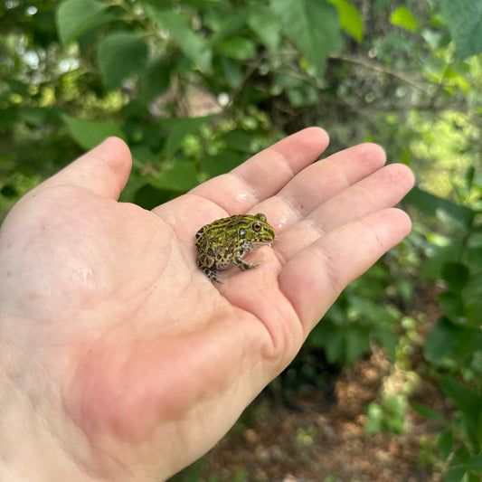 Baby Giant Pixie Frog