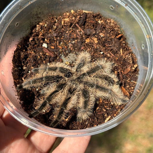 Curly Hair Tarantula