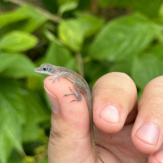 Western Cliff Anole