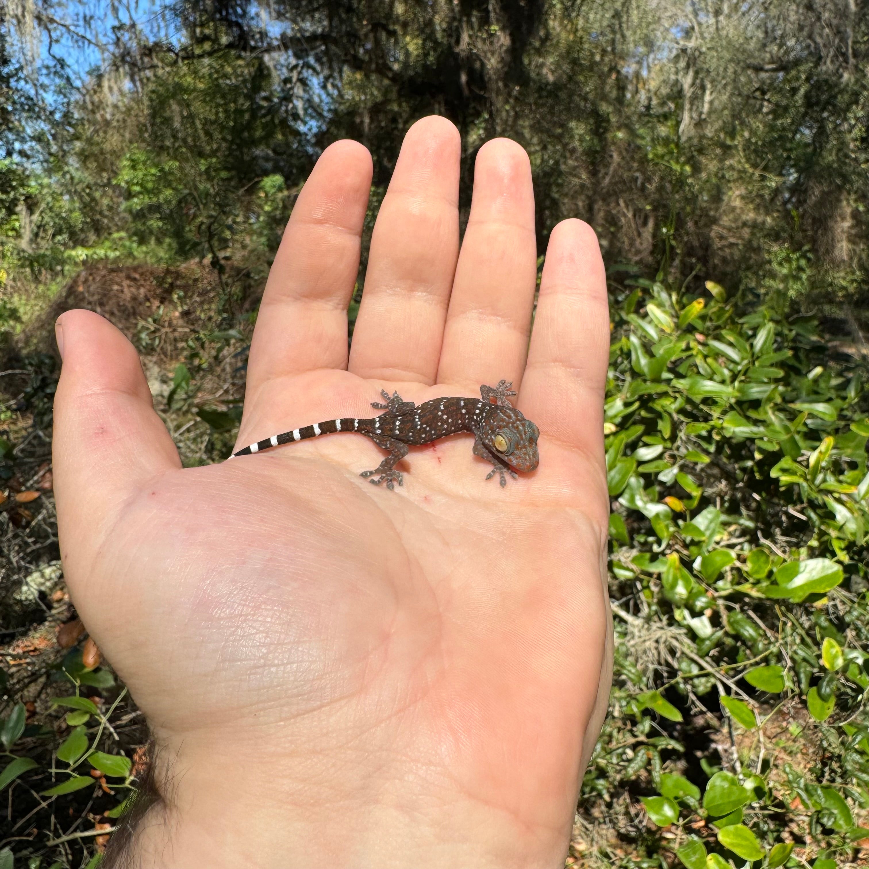Florida'S Nightmare: The Tokay Gecko Takeover - sh5rcqa