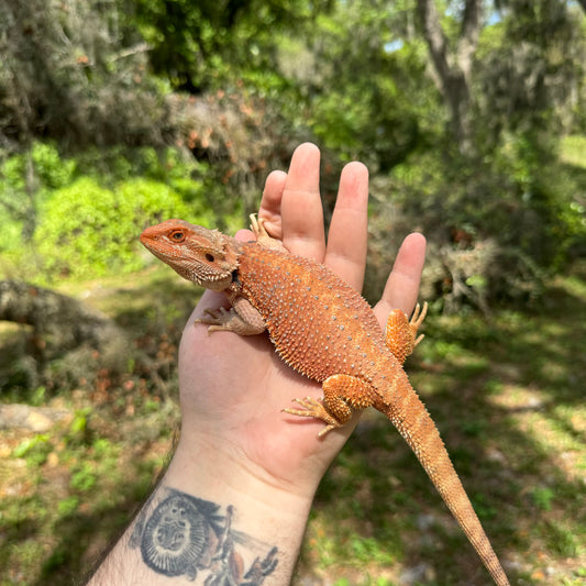 Juvenile Female Orange Hypo Bearded Dragon