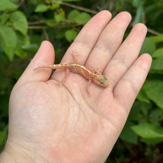 Albino Pictus Gecko