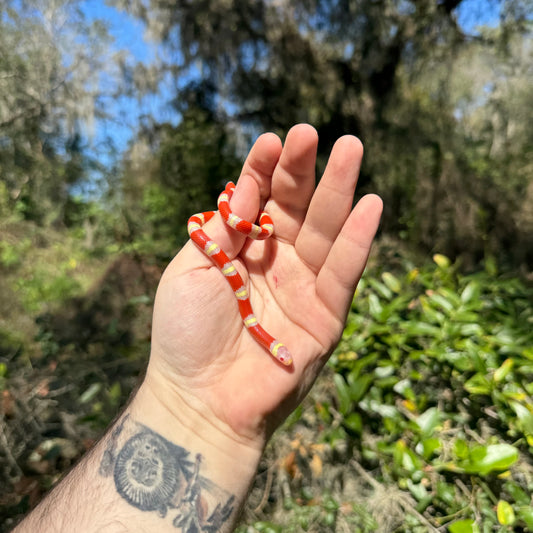 Baby Albino Nelson's Milk Snake