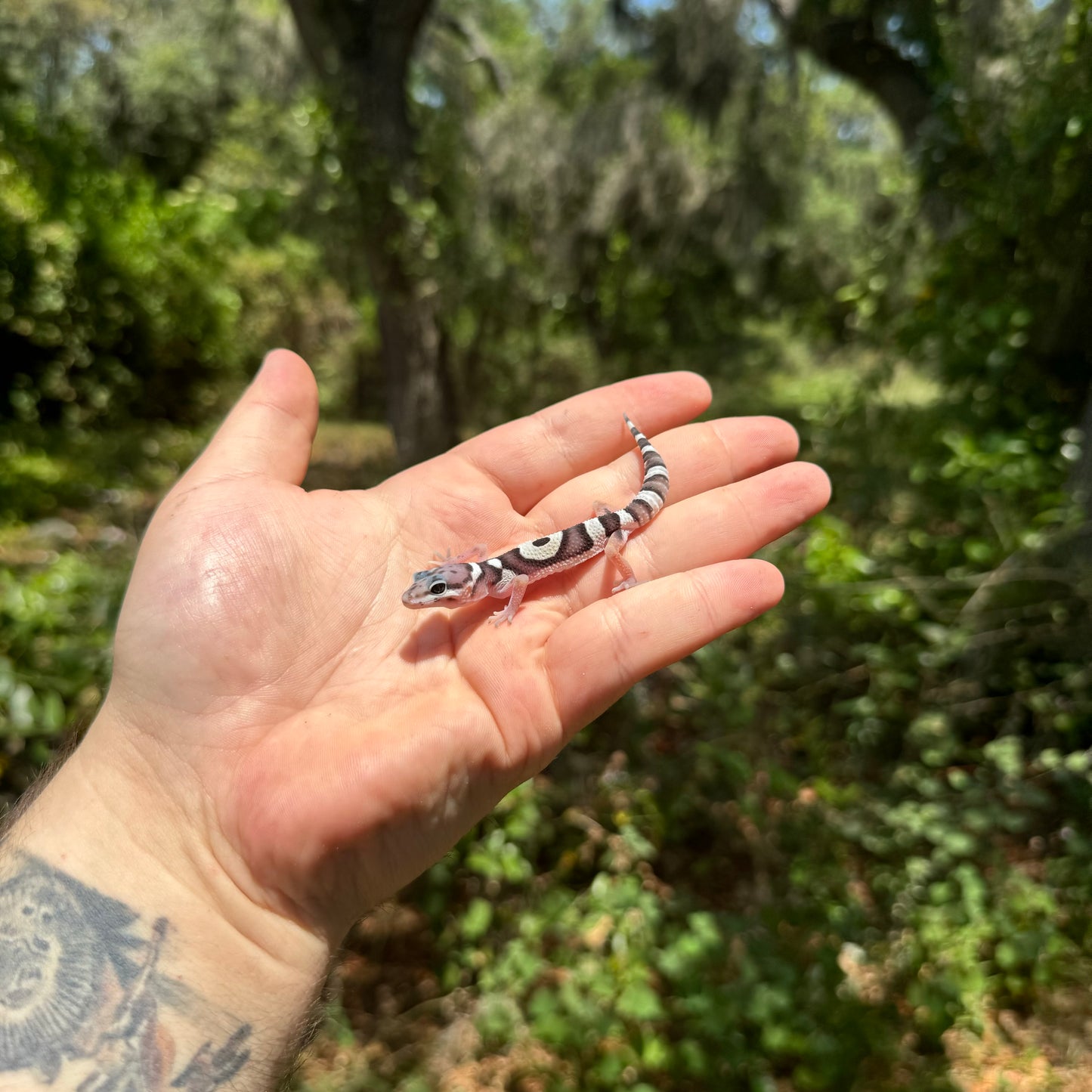 Baby Mack Snow Leopard Gecko