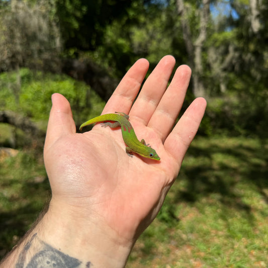 Gold Dust Day Gecko