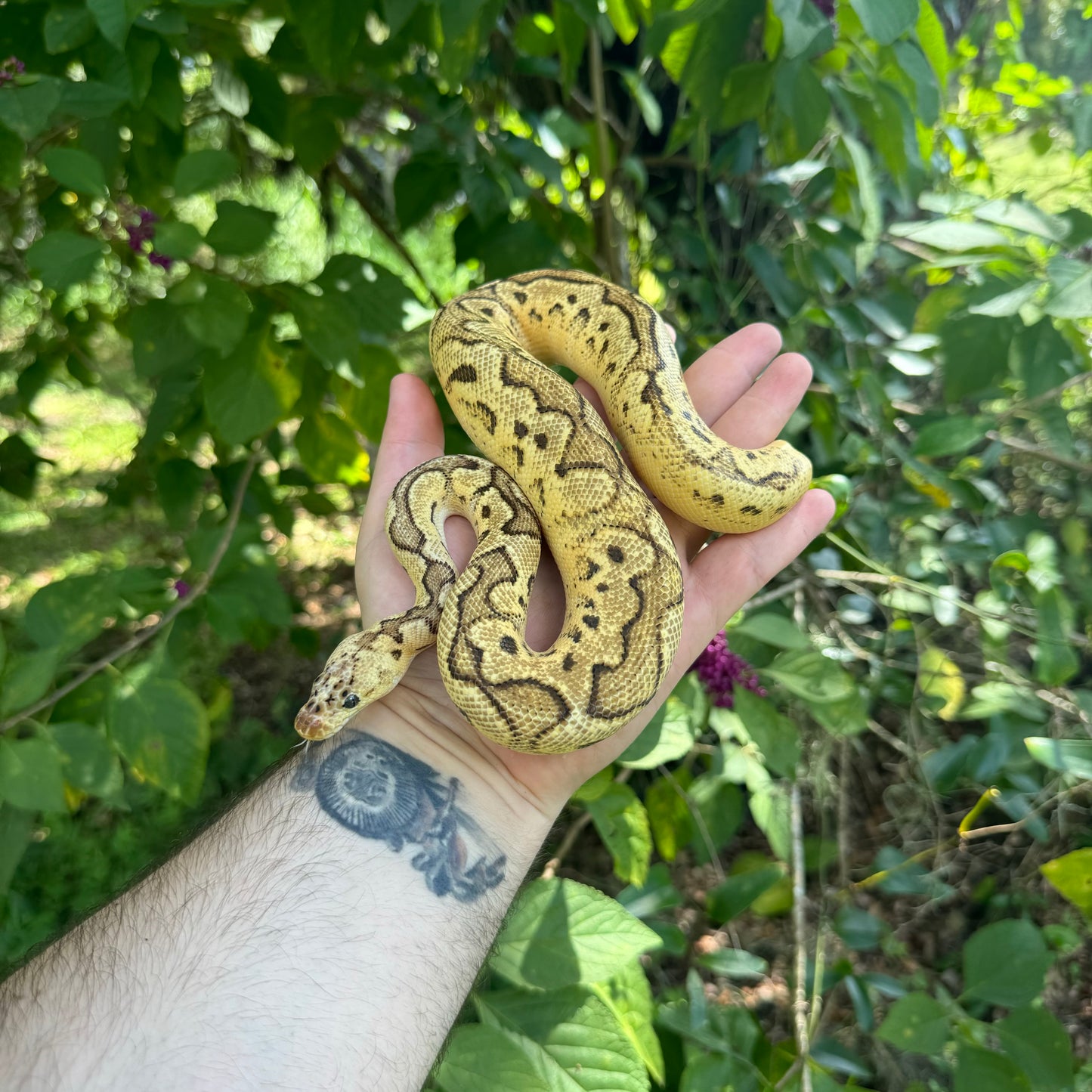 Male Super Citrus Clown Ball python