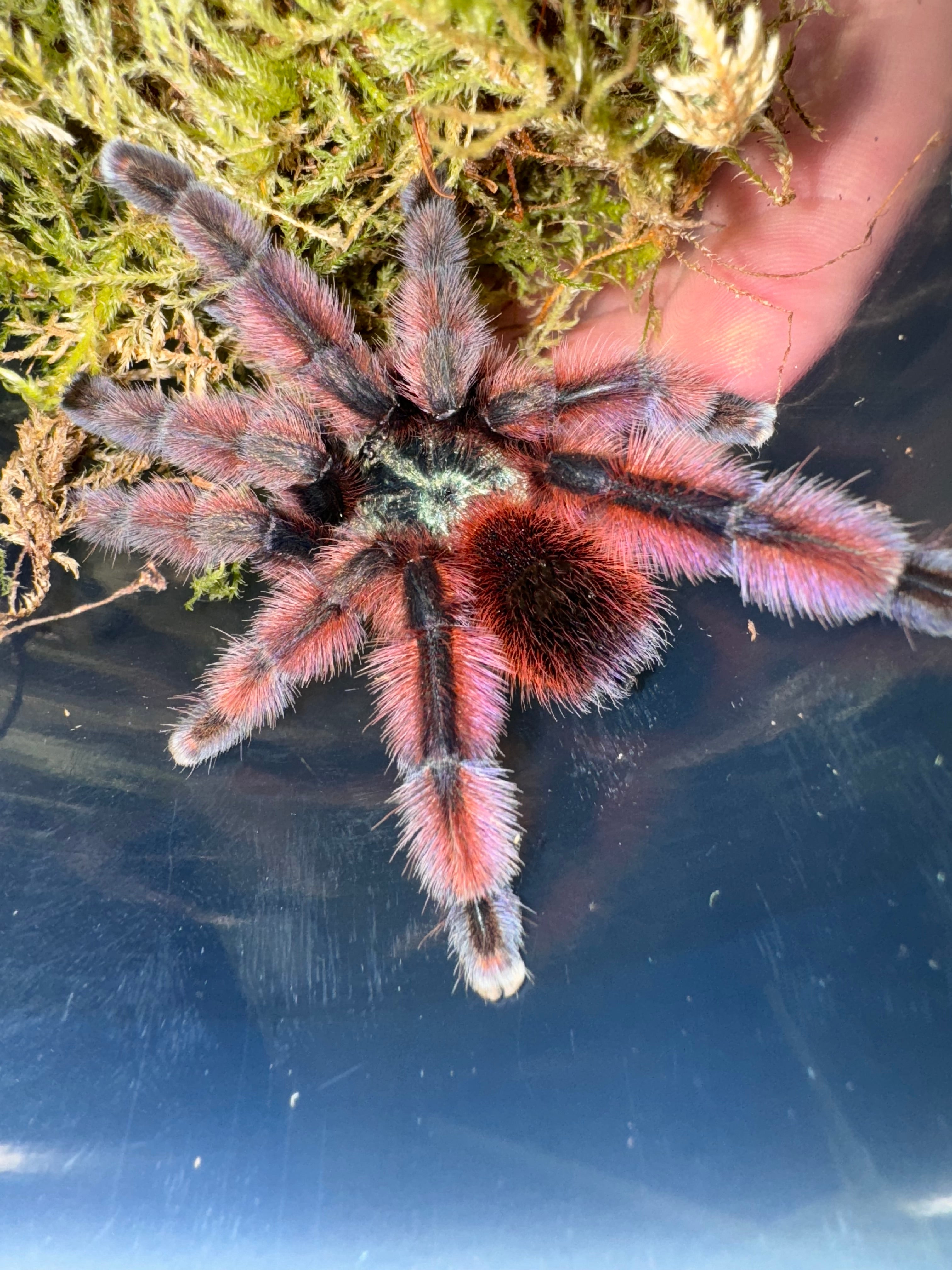 Antilles Pink Toe Tarantula For Sale – O.T.W Exotics