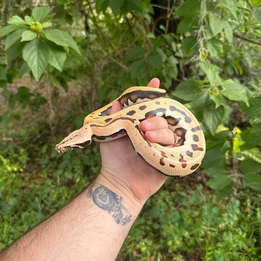 Goldeneye Het T- Blood Python