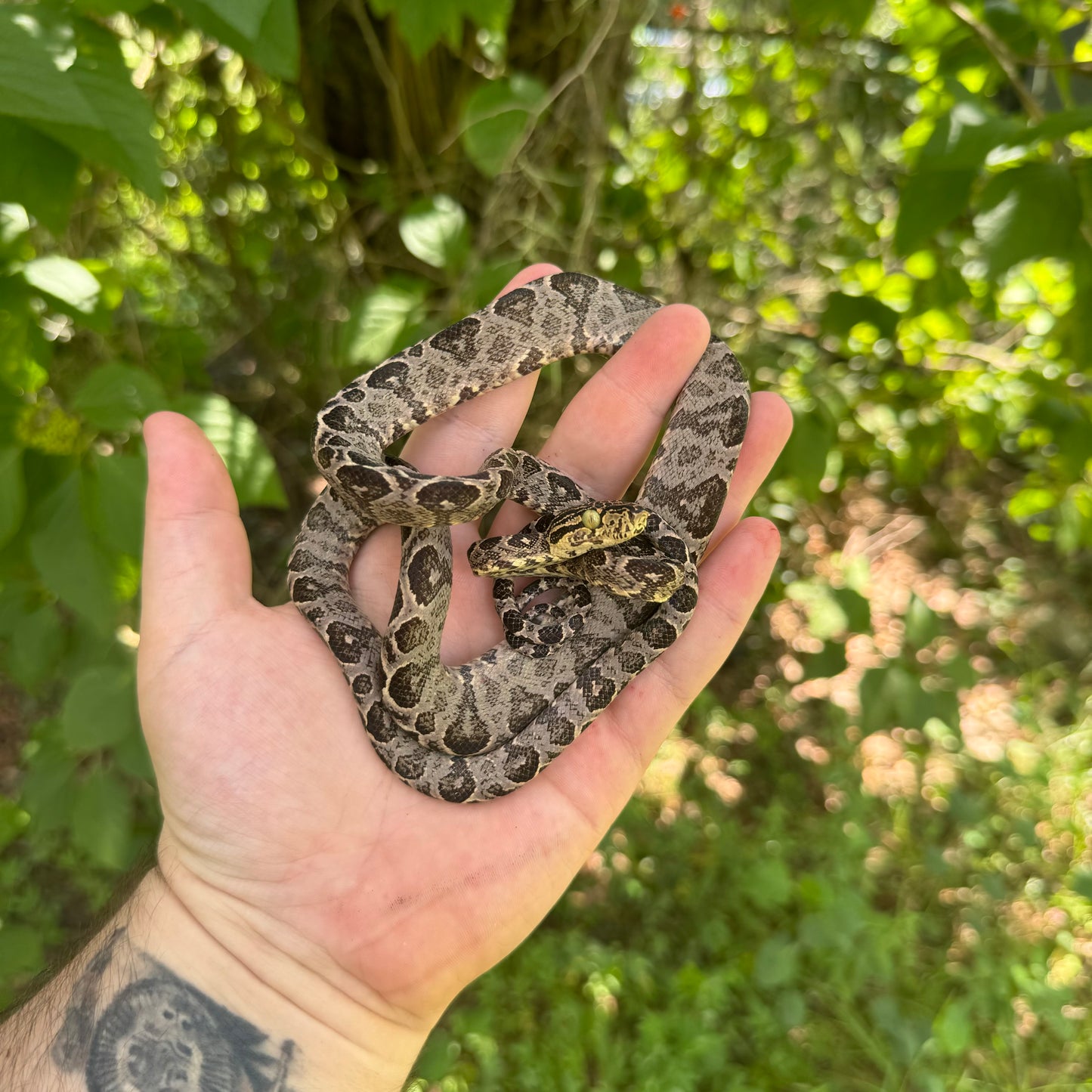 Juvenile Amazon Tree Boa