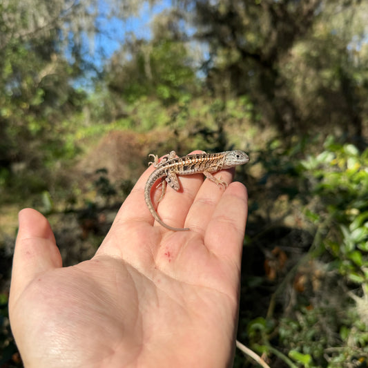 Madagascar Three eyed Lizard