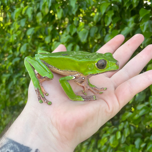 Giant Waxy Monkey Tree Frog