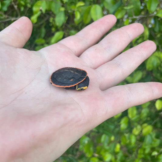 Pink Belly Side Neck Turtle