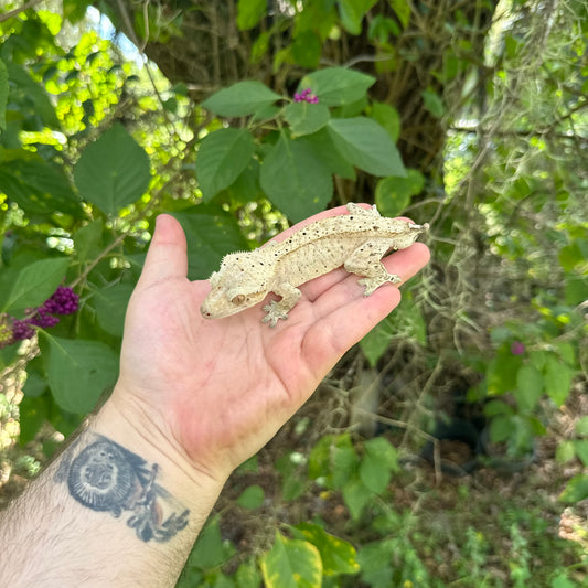 Adult Male Tailless Dalmatian Crested Gecko