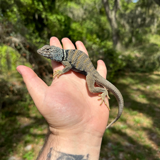 Great Basin Collard Lizard