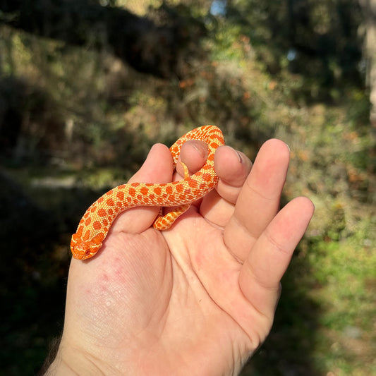 Albino Western Hognose