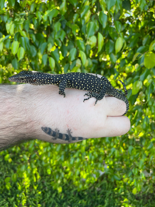 Baby Solomon Island Mangrove monitor