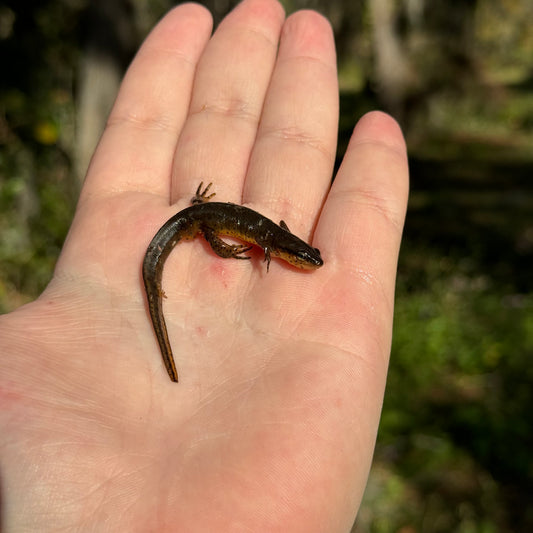 Eastern Newt