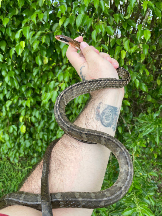 Brown Sipo Snake