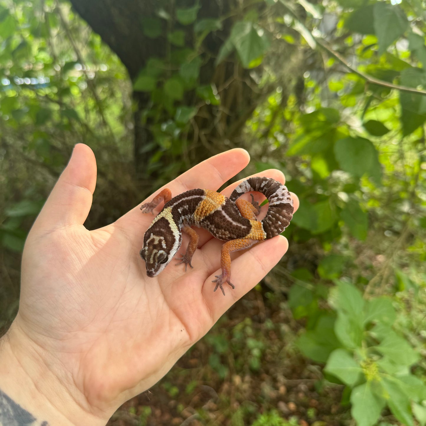 East Indian Leoaprd Gecko