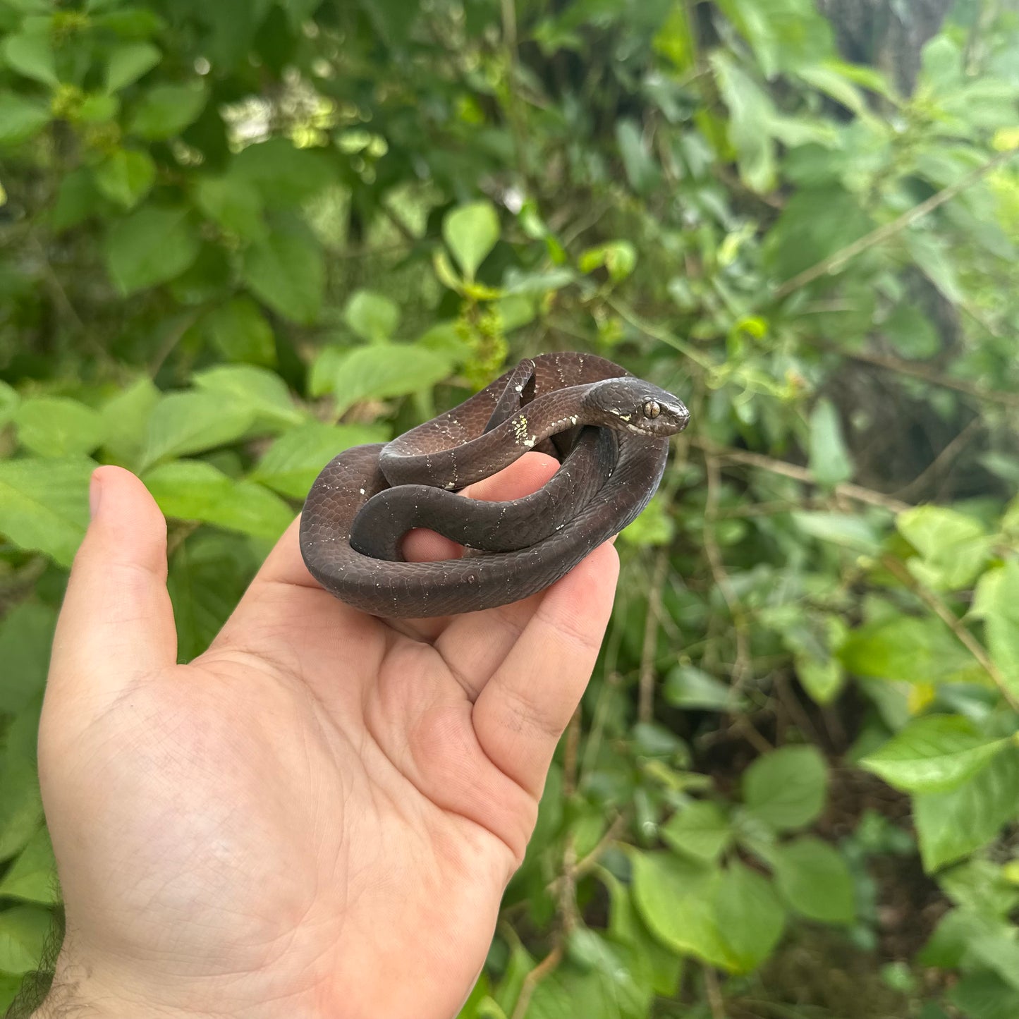 Neotropical Snail Eating Snake