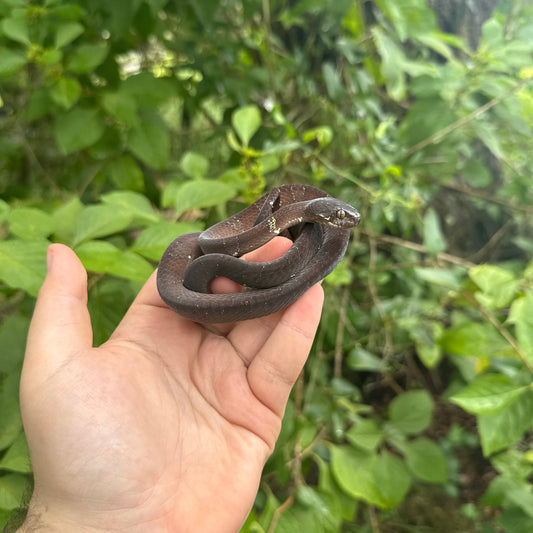 Neotropical Snail Eating Snake