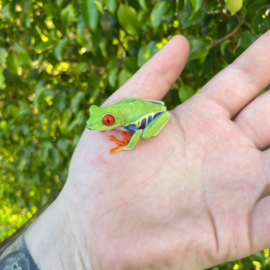 Red Eye Tree Frog