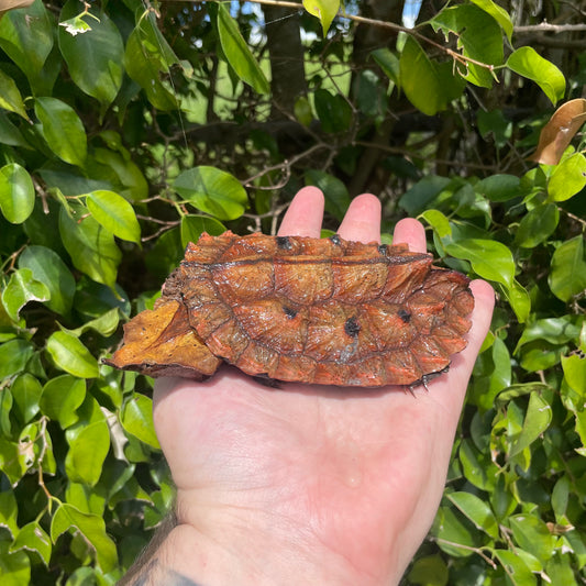 Mata Mata Turtle