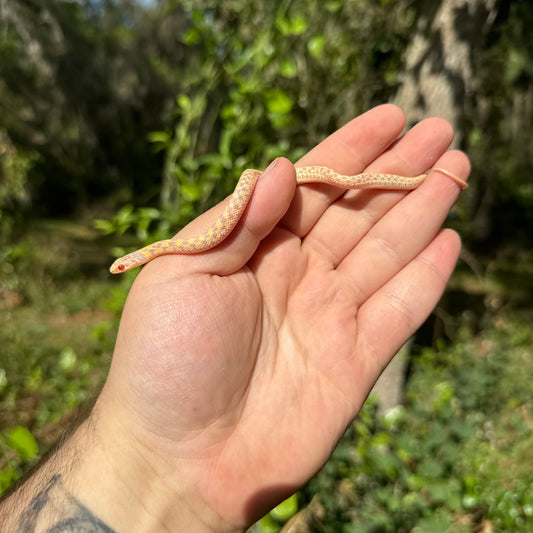 Baby Albino Checkered Garter Snake
