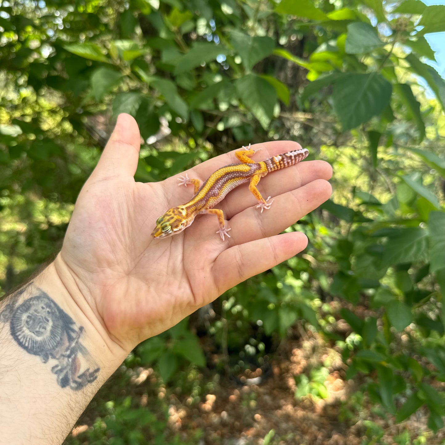 Baby Albino Jungle Leopard Gecko