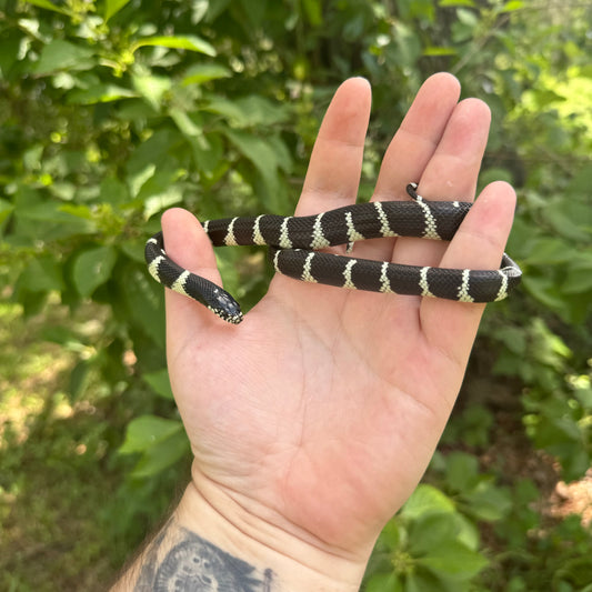 Baby California Kingsnake