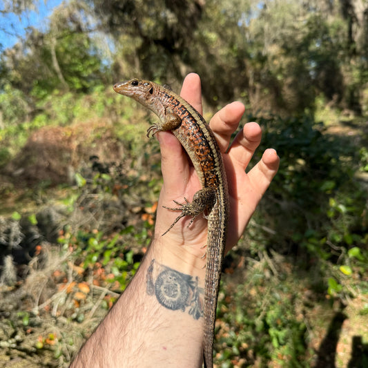 Western Girdled Lizard