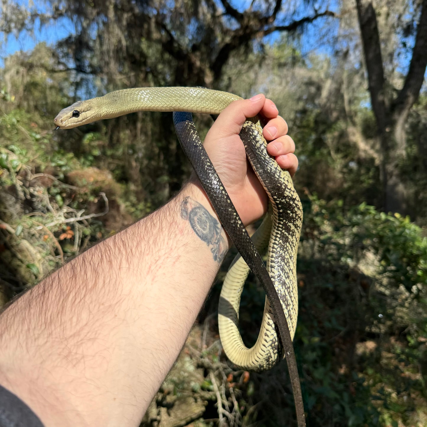 Jansens Rat Snake