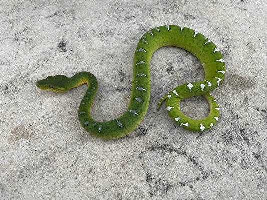 Emerald Tree Boa