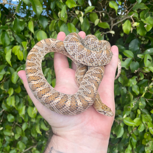 Glossy Snake
